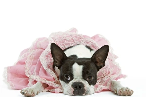Dog - Boston Terrier wearing pink dress Dog - Boston Terrier wearing pink dress