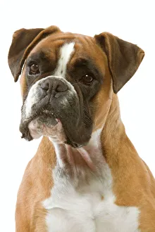 <b class=qtipBold><figcaption>Dog - Boxer</figcaption></b><br>LA-7010 Dog - Boxer Jean-Michel Labat Please note that prints are for personal display purposes only and may not be reproduced in any way.<br><em>© J. M. Labat / ardea.com</em> Dog - Boxer