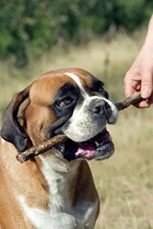 Dog - Boxer holding stick in mouth Dog - Boxer holding stick in mouth