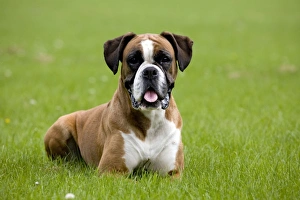 Dog - Boxer lying down in garden Dog - Boxer lying down in garden