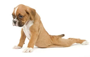 Images Dated 31st May 2007: Dog - Boxer puppy - in studio sitting with back legs splayed out behind