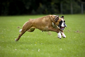 Dog - Boxer running in garden Dog - Boxer running in garden