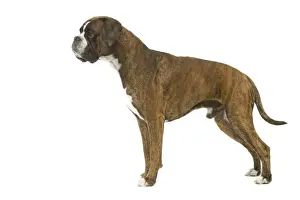 Studio Dog Portraits Prints: Dog - Boxer in studio