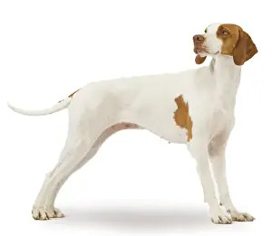 Dog Prints For Home Decor Prints: Dog - braque St Germain / St Germain Pointer
