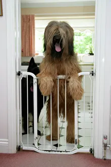 DOG - Briard dog behind baby gate, looking over DOG - Briard dog behind baby gate, looking over