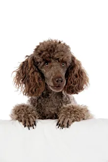 DOG. Brown miniature poodle with paws over ledge DOG. Brown miniature poodle with paws over ledge
