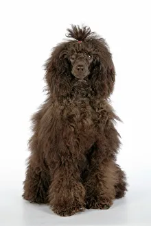 Dog. Brown poodle sitting down Dog. Brown poodle sitting down
