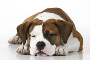 DOG. Bulldog X breed, 16 weeks old sleepy puppy ,laying ,studio, white background Date: 18-03-2019 DOG. Bulldog X breed, 16 weeks old sleepy puppy ,laying ,studio, white background Date: 18-03-2019