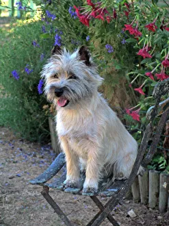 Dog - Cairn Terrier sitting on chair Dog - Cairn Terrier sitting on chair