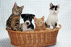 Dog and Cats - Three kittens and a puppy sitting in basket Dog and Cats - Three kittens and a puppy sitting in basket