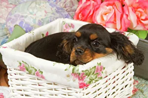Dog - Cavalier King Charles puppy lying in basket Dog - Cavalier King Charles puppy lying in basket