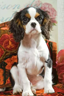 Dog - Cavalier King Charles Spaniel puppy Dog - Cavalier King Charles Spaniel puppy