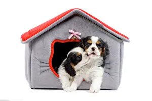 Dog - Cavalier King Charles Spaniels - in dog bed house Dog - Cavalier King Charles Spaniels - in dog bed house