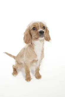 Cavapoo Dog Print