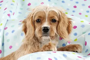 Designer Dog Breeds Prints: DOG - Cavapoo sitting on spotty blanket