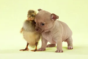 DOG - Chihuahua puppy standing with duckling (4 weeks) DOG - Chihuahua puppy standing with duckling (4 weeks)
