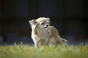 Dog - Chihuahua stand in grass Dog - Chihuahua stand in grass