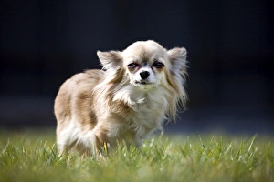 Dog - Chihuahua standing in grass Dog - Chihuahua standing in grass