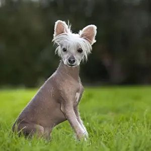 Chinese Crested Dog in Garden Print Art Prints, Posters