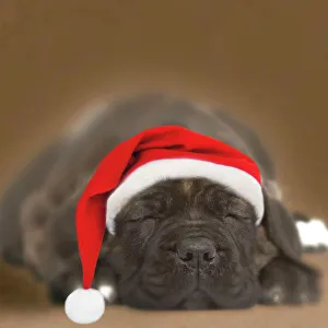 Dog - Chocolate Labrador puppy asleep wearing Christmas hat Dog - Chocolate Labrador puppy asleep wearing Christmas hat