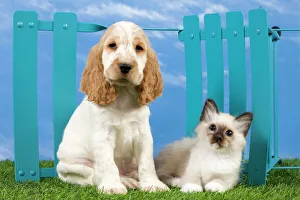Dog - Cocker Spaniel with Cat - Birman kitten Dog - Cocker Spaniel with Cat - Birman kitten