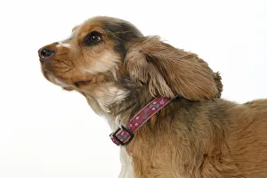 DOG. Cocker Spaniel , with ears & fur blowing in the wind, bad hair day. wind machine studio DOG DOG. Cocker Spaniel , with ears & fur blowing in the wind, bad hair day. wind machine studio DOG