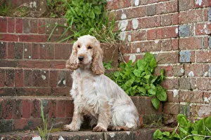 DOG - Cocker Spaniel (orange roan) - sitting on steps DOG - Cocker Spaniel (orange roan) - sitting on steps