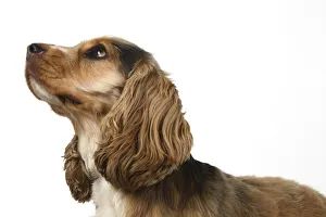 DOG. Cocker Spaniel ,portrait, head & shoulders, studio, white background DOG DOG. Cocker Spaniel ,portrait, head & shoulders, studio, white background DOG