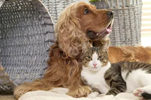 Dog - Cocker Spaniel with Tabby & White Cat Dog - Cocker Spaniel with Tabby & White Cat