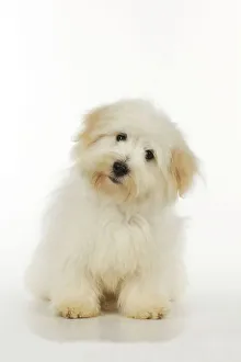 Dog - Coton de Tulear - sitting down Dog - Coton de Tulear - sitting down