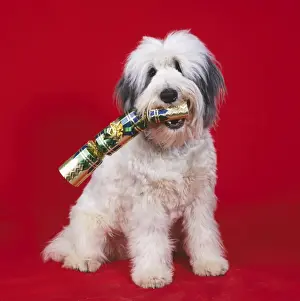 Canine Portrait Art Prints: Dog With cracker