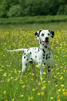 DOG - Dalmatian standing in buttercup field DOG - Dalmatian standing in buttercup field