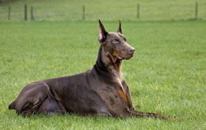 Dog - Dobermann lying down in garden Dog - Dobermann lying down in garden