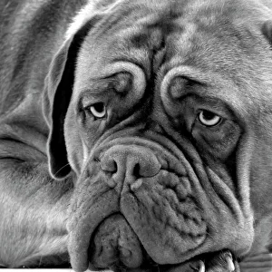 Dog - Dogue de Bordeaux. Black & White Dog - Dogue de Bordeaux. Black & White