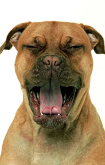 Dog - Dogue de Bordeaux / Bordeaux / French Mastiff Dog - Dogue de Bordeaux / Bordeaux / French Mastiff