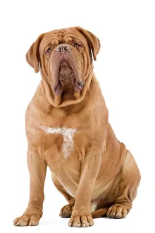 Dog - Dogue de Bordeaux / Bordeaux Mastiff / French Mastiff / Bordeauxdog Dog - Dogue de Bordeaux / Bordeaux Mastiff / French Mastiff / Bordeauxdog