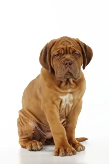Dogue de Bordeaux Puppy Print Art Prints, Posters