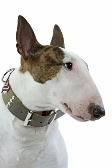 Dog - English Bull Terrier - with collar Dog - English Bull Terrier - with collar