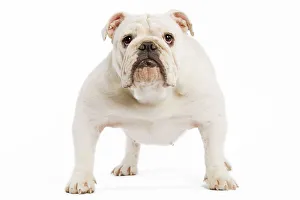 Dog - English Bulldog - adult Dog - English Bulldog - adult