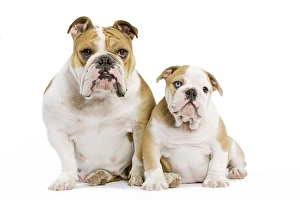 Dog - English Bulldog - adult and puppy in studio Dog - English Bulldog - adult and puppy in studio