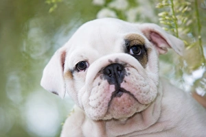 Dog - English Bulldog close-up of face Dog - English Bulldog close-up of face
