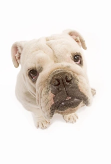 Dog - English Bulldog - fish-eye Dog - English Bulldog - fish-eye