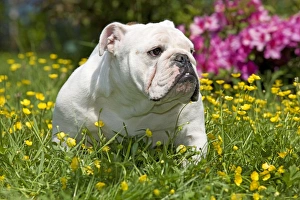 Dog - English Bulldog in garden with flowers Dog - English Bulldog in garden with flowers