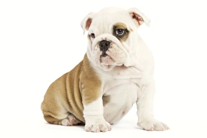 Dog - English Bulldog - puppy in studio Dog - English Bulldog - puppy in studio