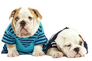 Dog - English Bulldog - wearing blue tops Dog - English Bulldog - wearing blue tops