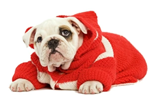 Dog - English Bulldog - wearing red knitted hoodie Dog - English Bulldog - wearing red knitted hoodie