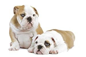 Dog - English Bulldogs - in studio Dog - English Bulldogs - in studio