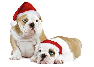 Dog - English Bulldogs - in studio wearing Christmas hats Dog - English Bulldogs - in studio wearing Christmas hats