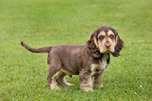 Dog English Cocker Spaniel puppy in garden For sale as Framed
