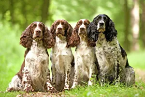 Dog - English springer spaniel - four sitting in row Dog - English springer spaniel - four sitting in row